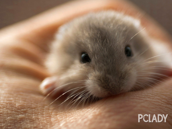 如何教會倉鼠用倉鼠浴沙,倉鼠的行為表達