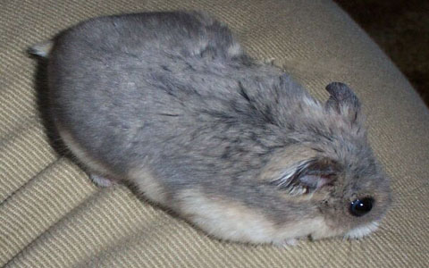 倉鼠繁殖-難產(chǎn),倭倉鼠難產(chǎn)該怎么辦