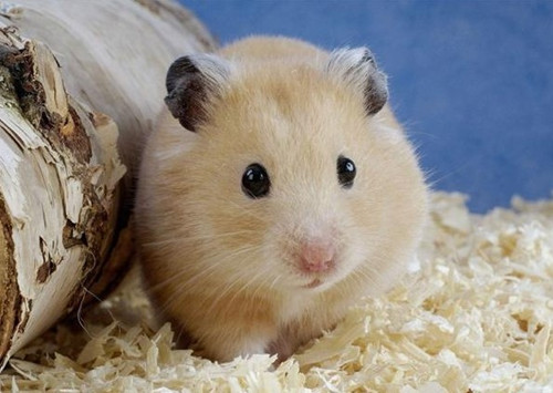 倉鼠不能吃什么,有哪些藥物不能給倉鼠使用