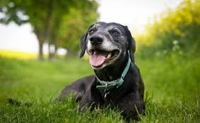 狗狗為什么會吃草