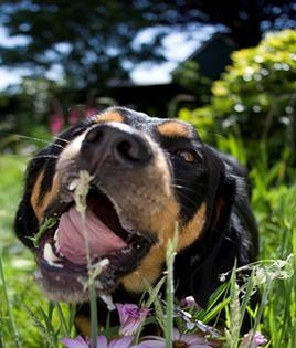 狗狗為什么會吃草