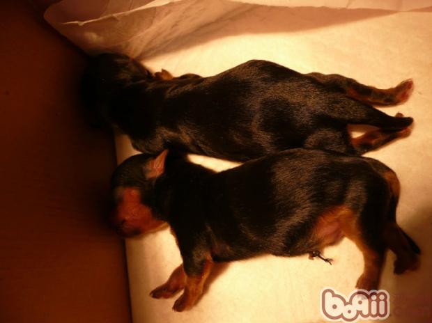 新犬進(jìn)屋，行動(dòng)指南