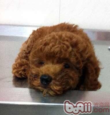 新犬進(jìn)屋，行動(dòng)指南