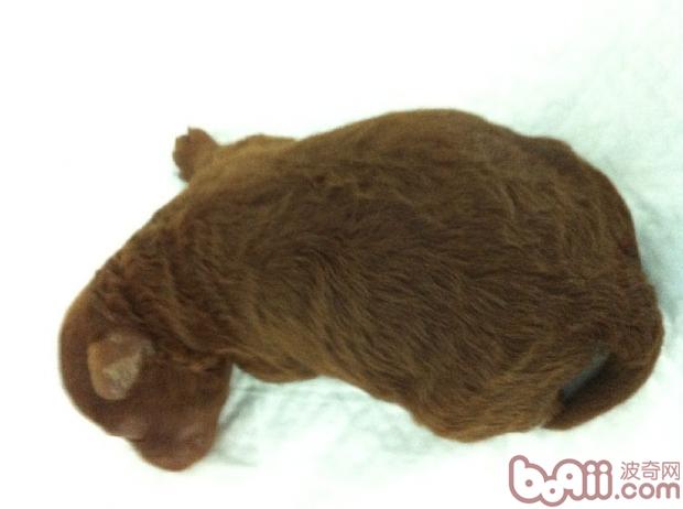 新犬進(jìn)屋，行動(dòng)指南