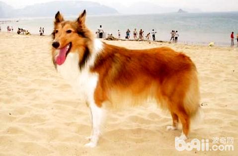 蘇格蘭牧羊犬優(yōu)缺點