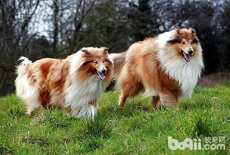 蘇格蘭牧羊犬優(yōu)缺點