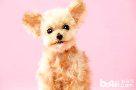 貴賓犬晚上叫怎么辦