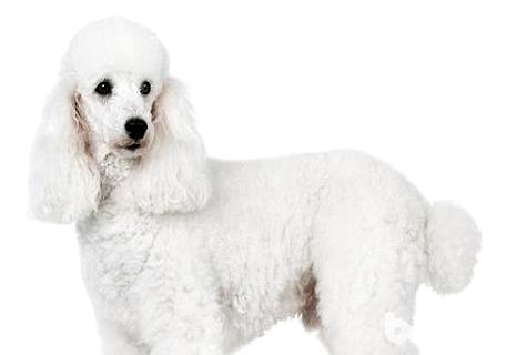 貴賓犬晚上叫怎么辦