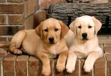 拉布拉多犬性格