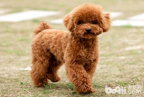 貴賓犬美容教程