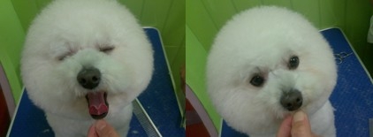 夏天我的愛犬不愿遛彎了，是太熱了還是潛在疾病？