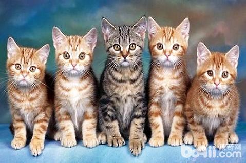 貓罐頭哪個牌子好