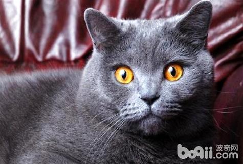 貓罐頭哪個牌子好