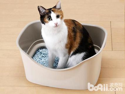 怎么教貓用貓砂