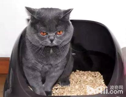 怎么教貓用貓砂