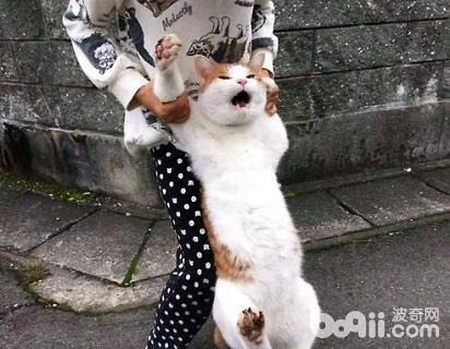 公貓絕育后性格會(huì)變嗎