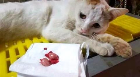 公貓絕育后性格會(huì)變嗎