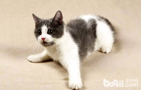 英短藍白貓怎么養