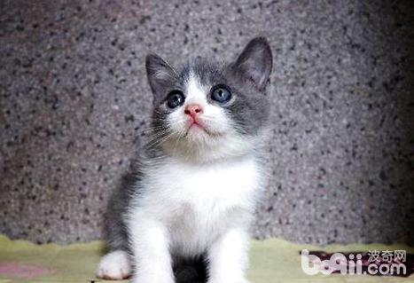 英短藍白貓怎么養