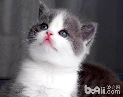英短藍白貓怎么養