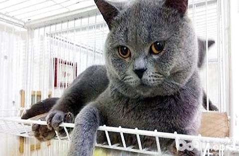 美國短毛貓和英國短毛貓哪個好