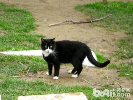 烏云踏雪貓?jiān)趺答B(yǎng)