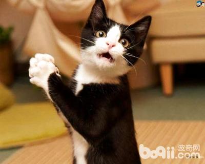 烏云踏雪貓?jiān)趺答B(yǎng)