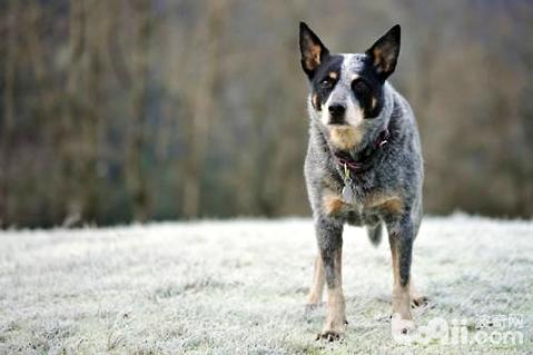 澳洲牧牛犬怎么沒人養