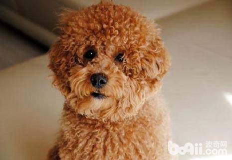 泰迪吃蛋黃有什么好處