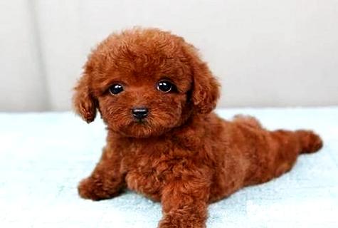 泰迪吃蛋黃有什么好處