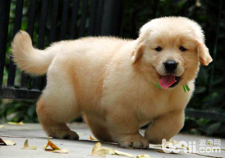 金毛幾個月開始認認主人